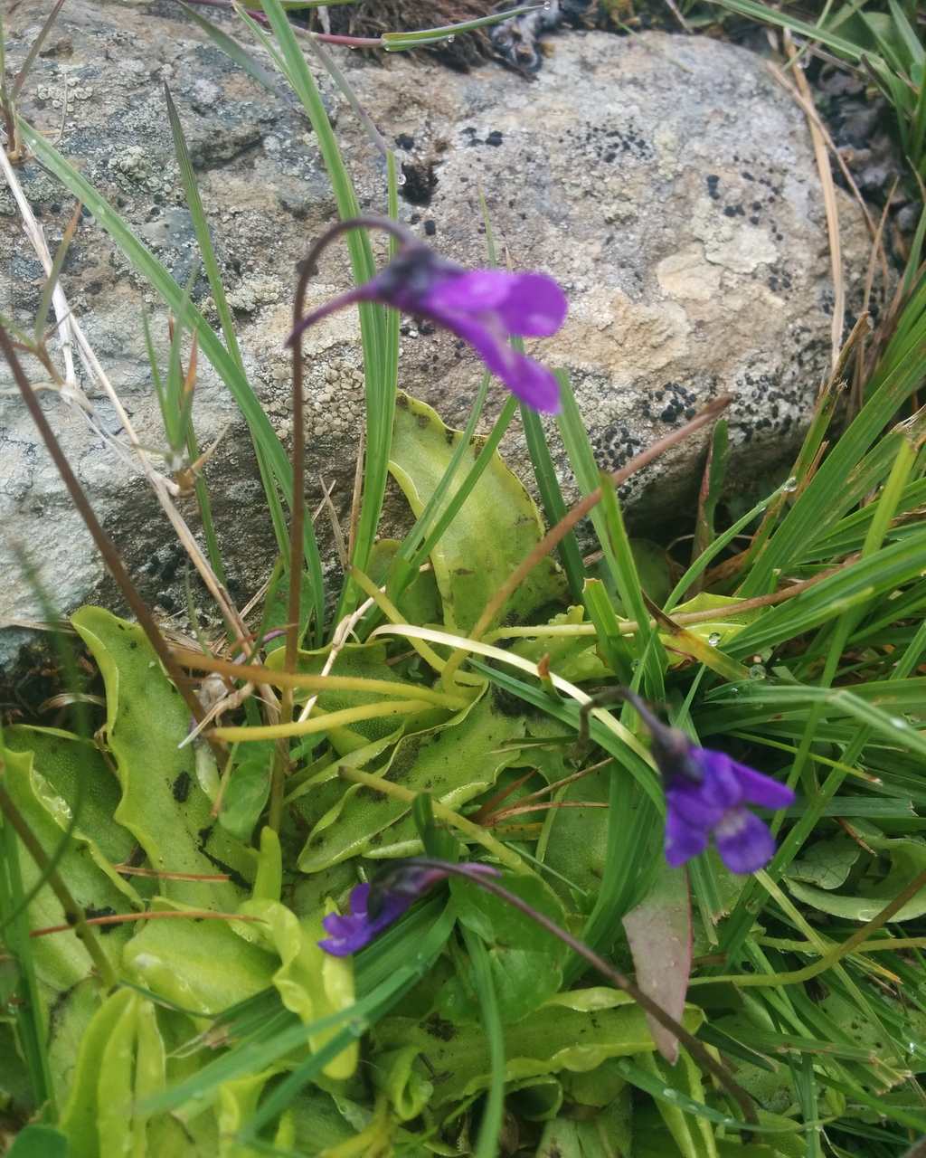 Pinguicula sp.